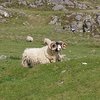 Curlyhornedsheep