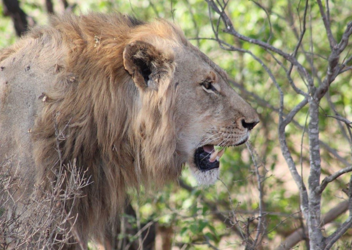 ingungumbane-trails-and-safaris