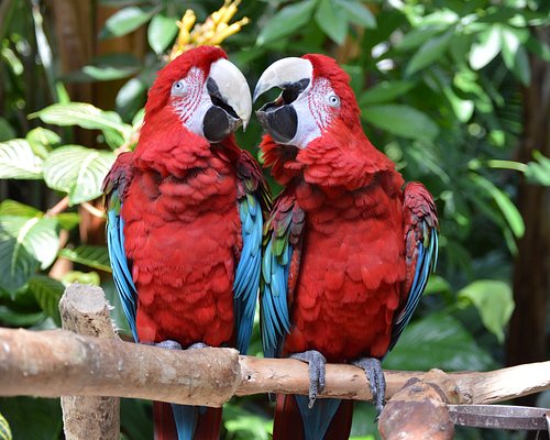 Carmen and Maria are green-winged macaw sisters.