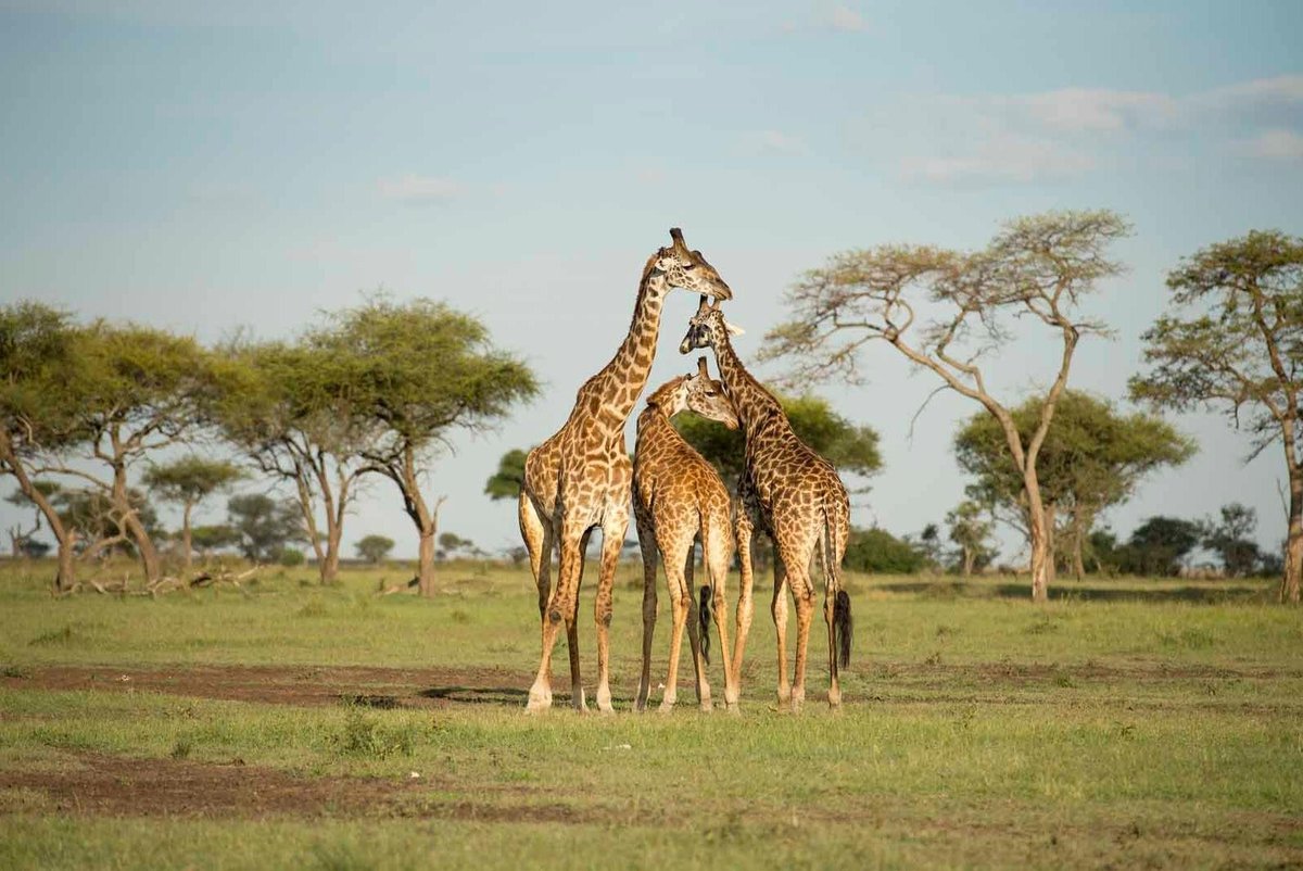 Serengeti Great Safaris Arusha Tanzania Address Phone Number Tripadvisor 6194