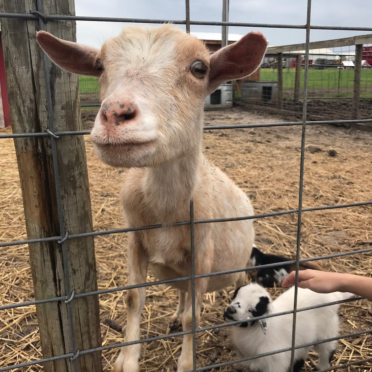 Fun Farm, Kearney: лучшие советы перед посещением - Tripadvisor