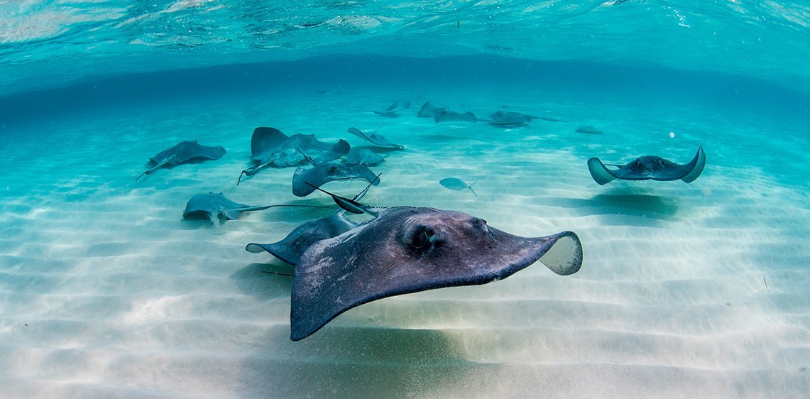 Saiba como é nadar com arraias em Stingray City, nas Ilhas Cayman