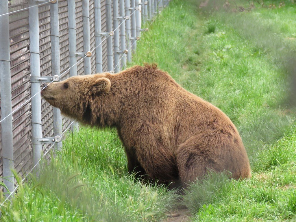 Farmer Bear. Bear Farm.