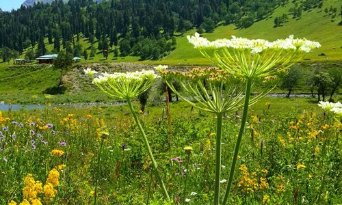 Valley flowers