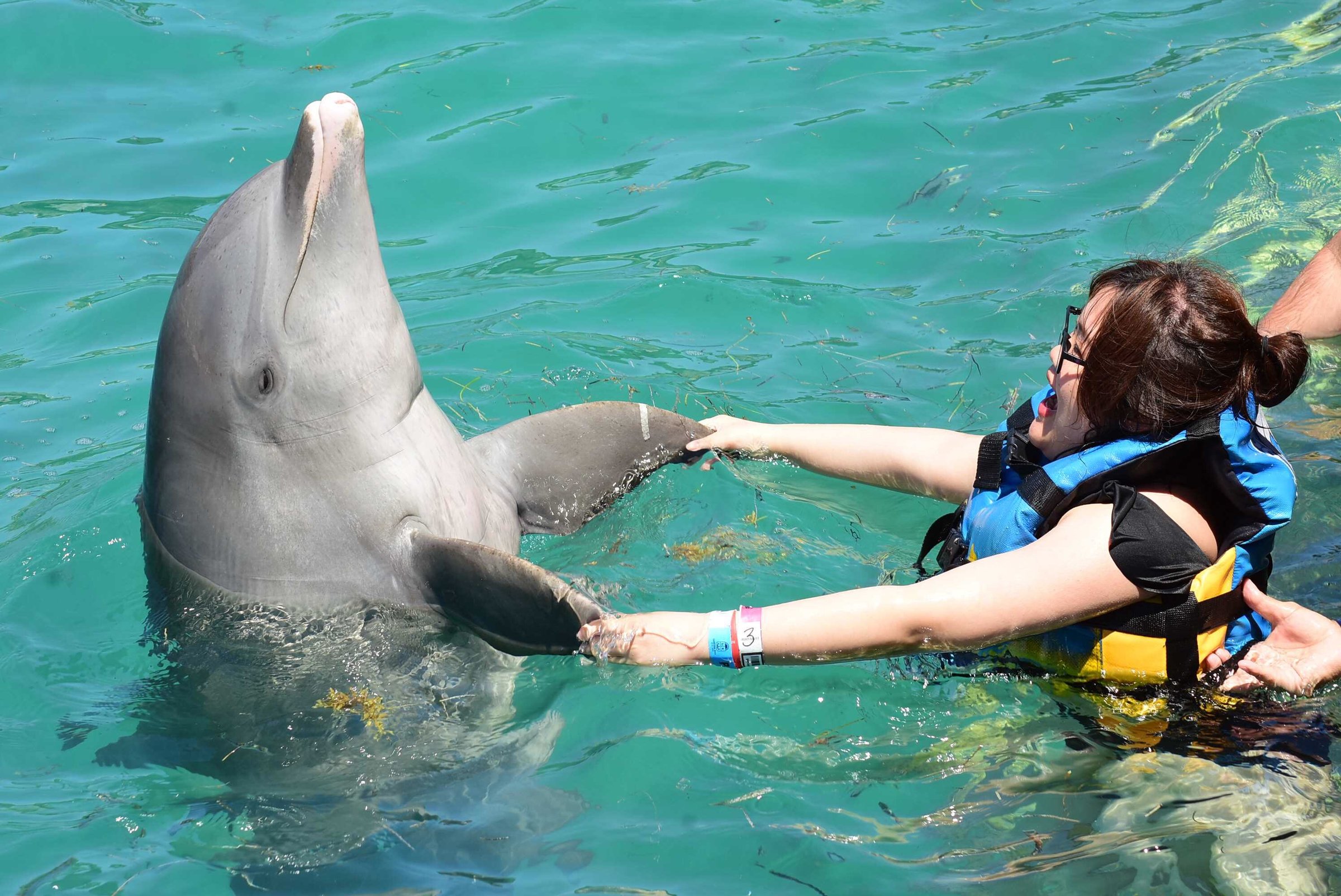 2024 (Cozumel) Cozumel Dolphin Encounter Including Lunch at Chankanaab ...