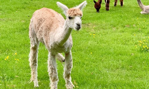 Alpacagården har nogle søde dyr, men det er en meget dyr fornøjelse at se dem. En familie med to voksne og to børn koster mere end 200 SEK.   Cafeen byder på kaffe og en vaffel. Vaflen koster 45 SEK. For en. Med flødeskum og syltetøj.