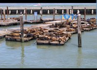 2023 PIER 39 Attraction Pass provided by Pier 39 - Tripadvisor