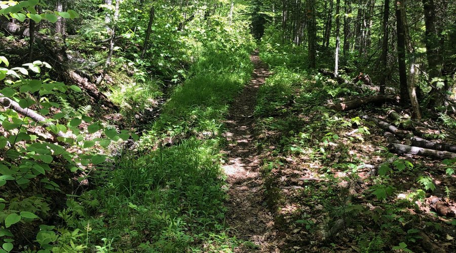 Hurricane Trail departing from Moosilauke Ravine Lodge