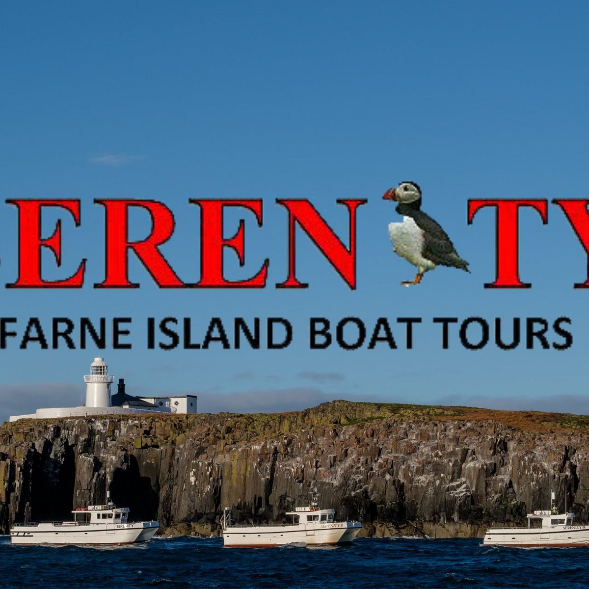 serenity farne islands boat tours