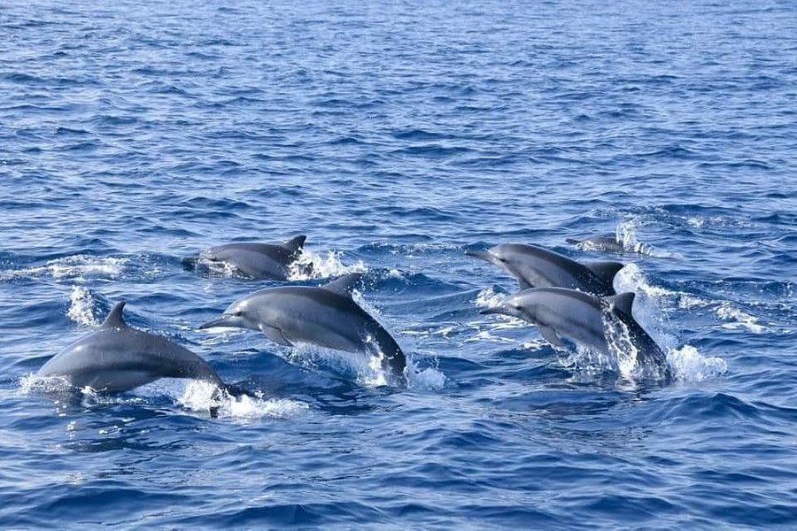 Nilaveli whales&dolphin watching tour club image