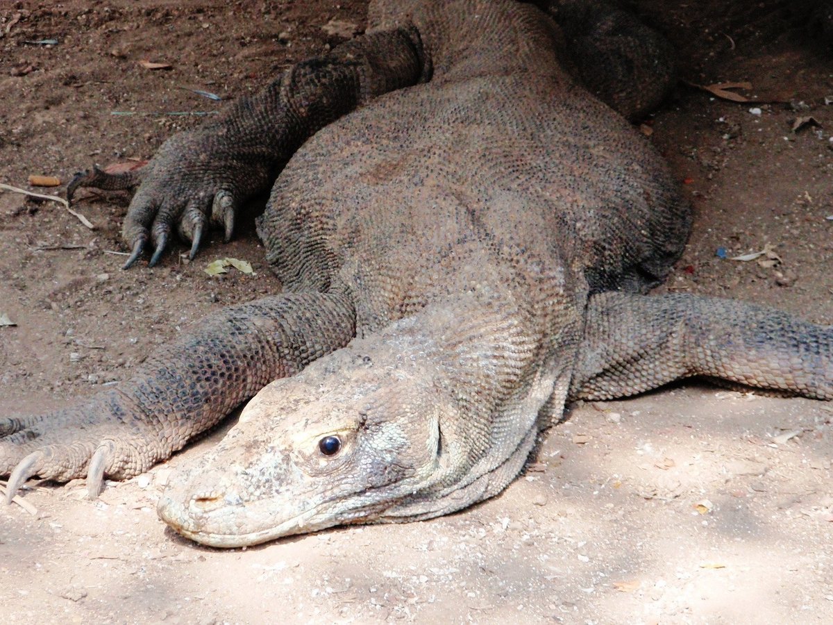 KOMODO ISLAND TRIP - All You MUST Know Before You Go (2024)