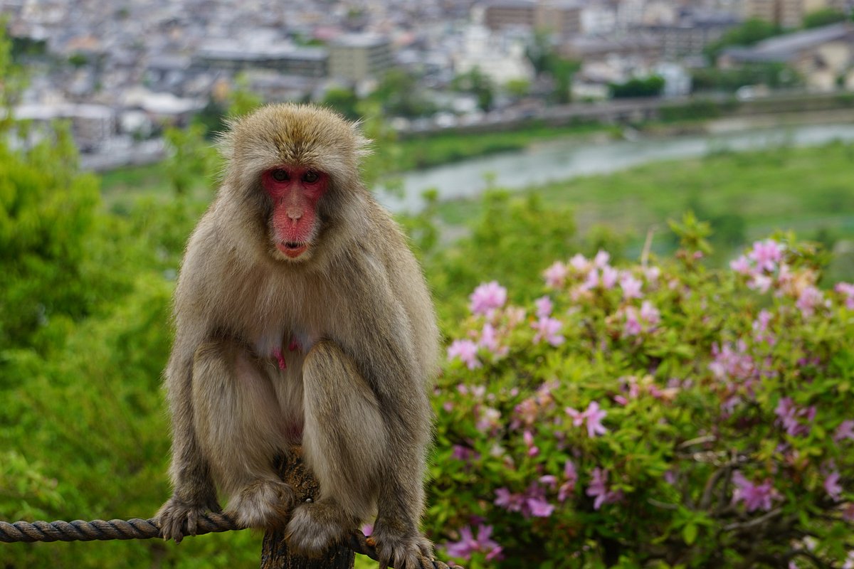 kyoto monkey park