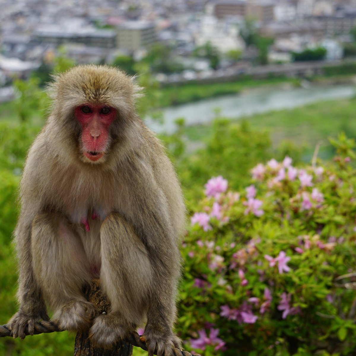 Macacos fofos se juntam para sair na foto em parque no Japão