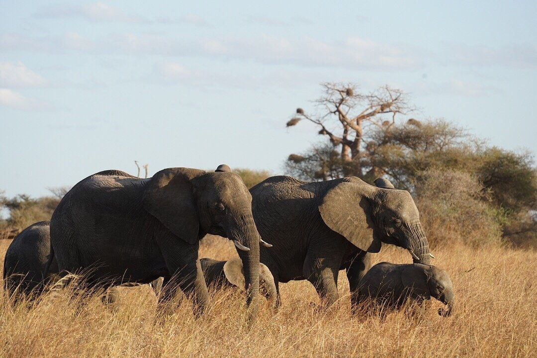 Soaring Flamingo (Arusha) - All You Need to Know BEFORE You Go