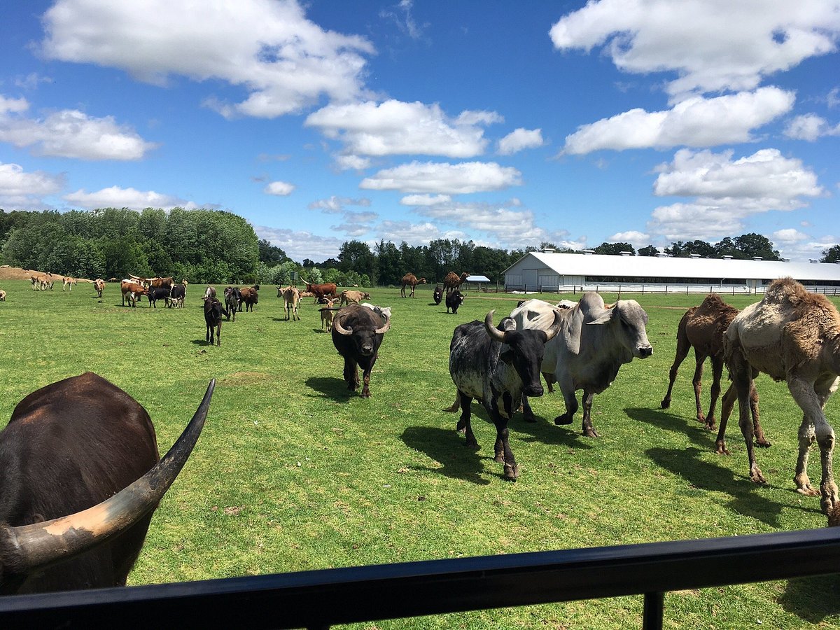 Shipshewana Cow Sweatshirt