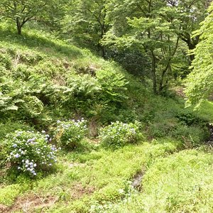 高尾山 八王子市 旅游景点点评 Tripadvisor 高尾山 八王子市 旅游景点点评 Tripadvisor
