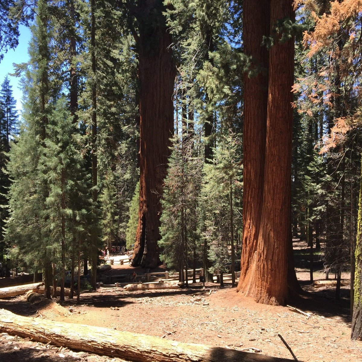 are dogs allowed in sequoia national forest