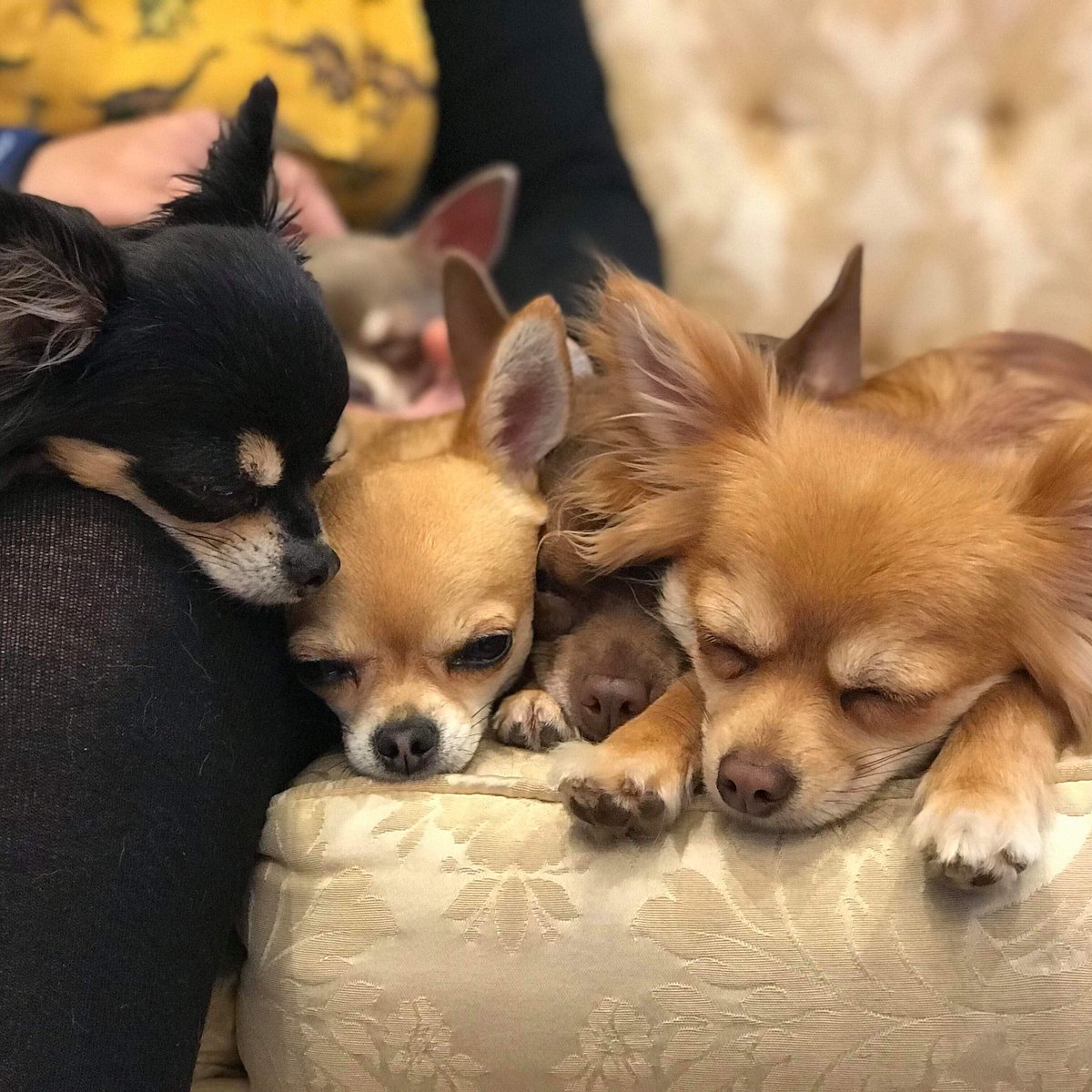 London Chihuahuas Meetup