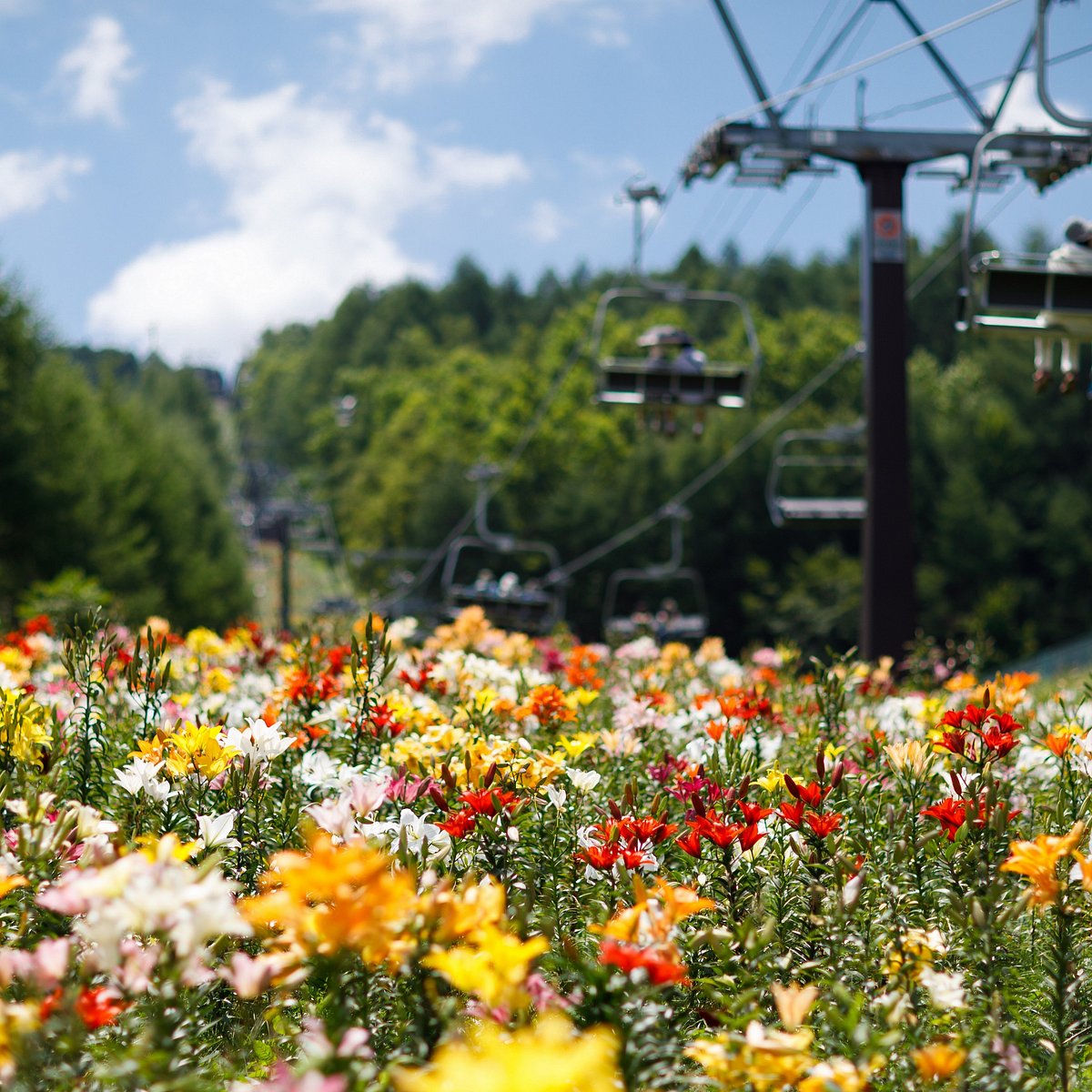 Hunter Mountain Yuri Park Nasushiobara 22 All You Need To Know Before You Go With Photos Tripadvisor