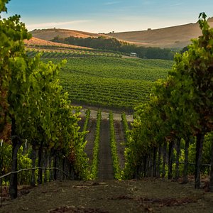 vineyard tours and stays