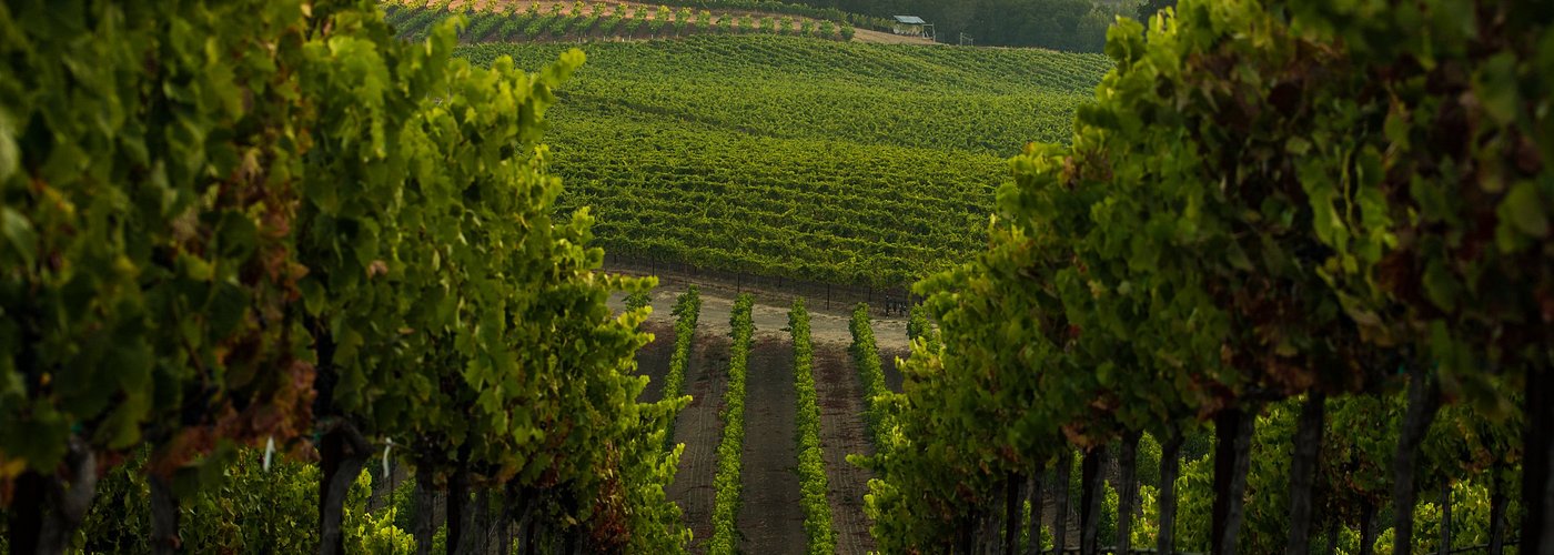 A walk in the vineyards: the best way to soak up the summer sunsets in Napa Valley.