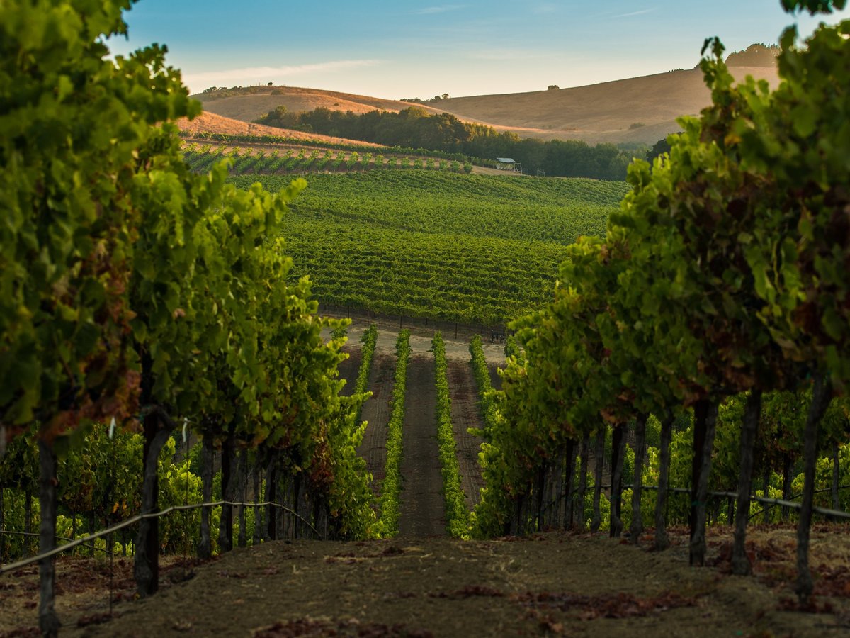 THE 15 BEST Things to Do in Napa Valley (2024)