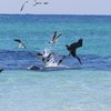 hammerhead