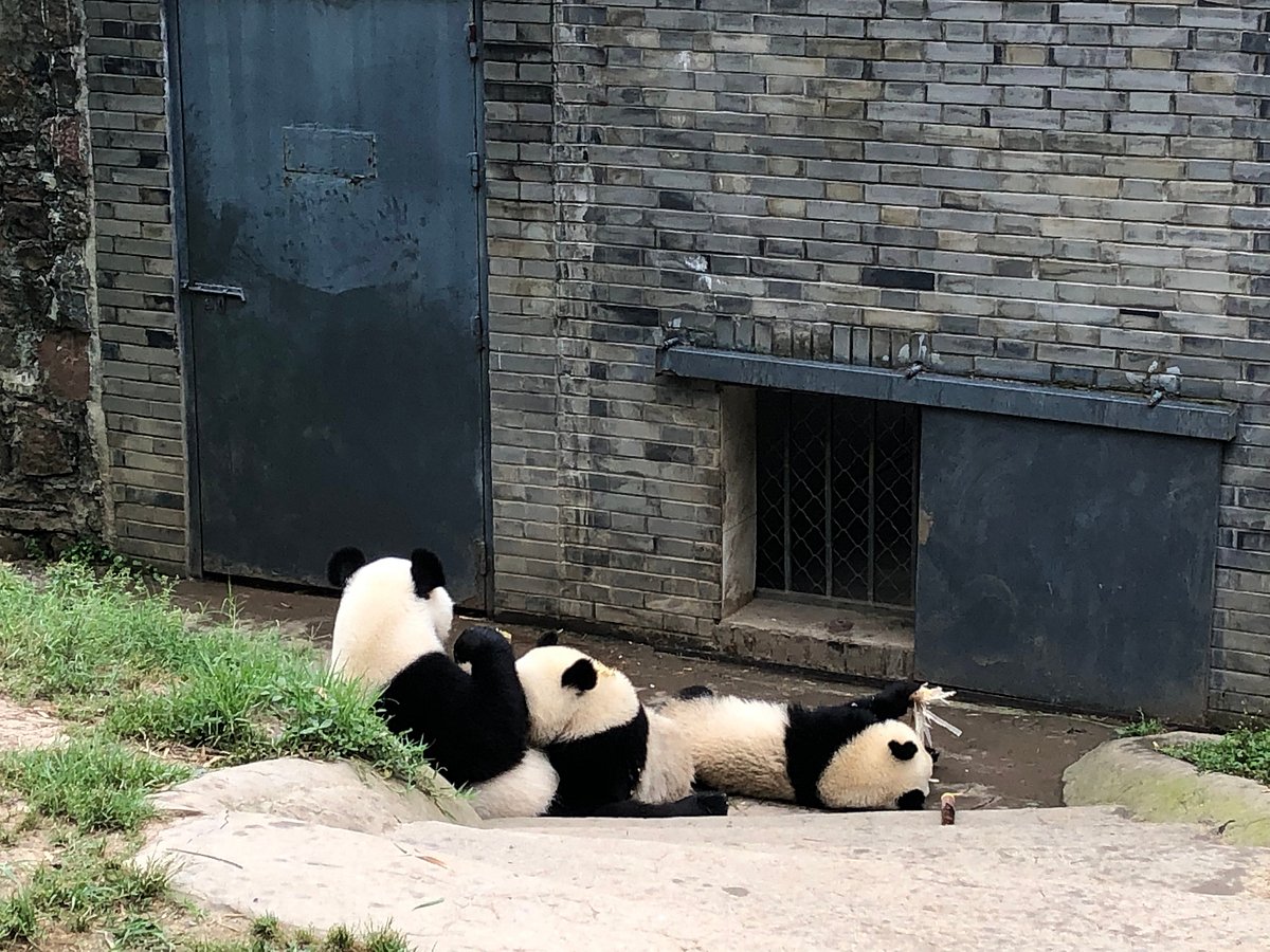 Hold Panda, Пекин: лучшие советы перед посещением - Tripadvisor