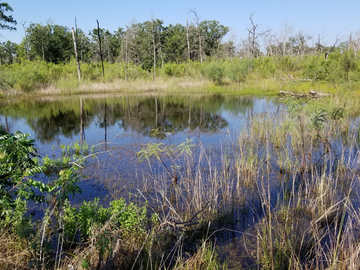 Buescher State Park (Smithville) - All You Need to Know BEFORE You Go