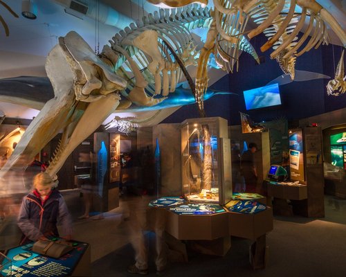 Découvrez notre collection de squelettes de baleines.