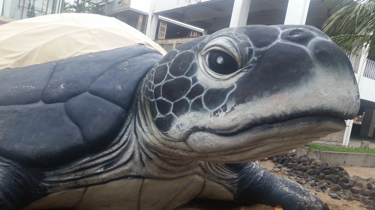 Bali Sea Turtle Society (BSTS), Кута: лучшие советы перед посещением -  Tripadvisor