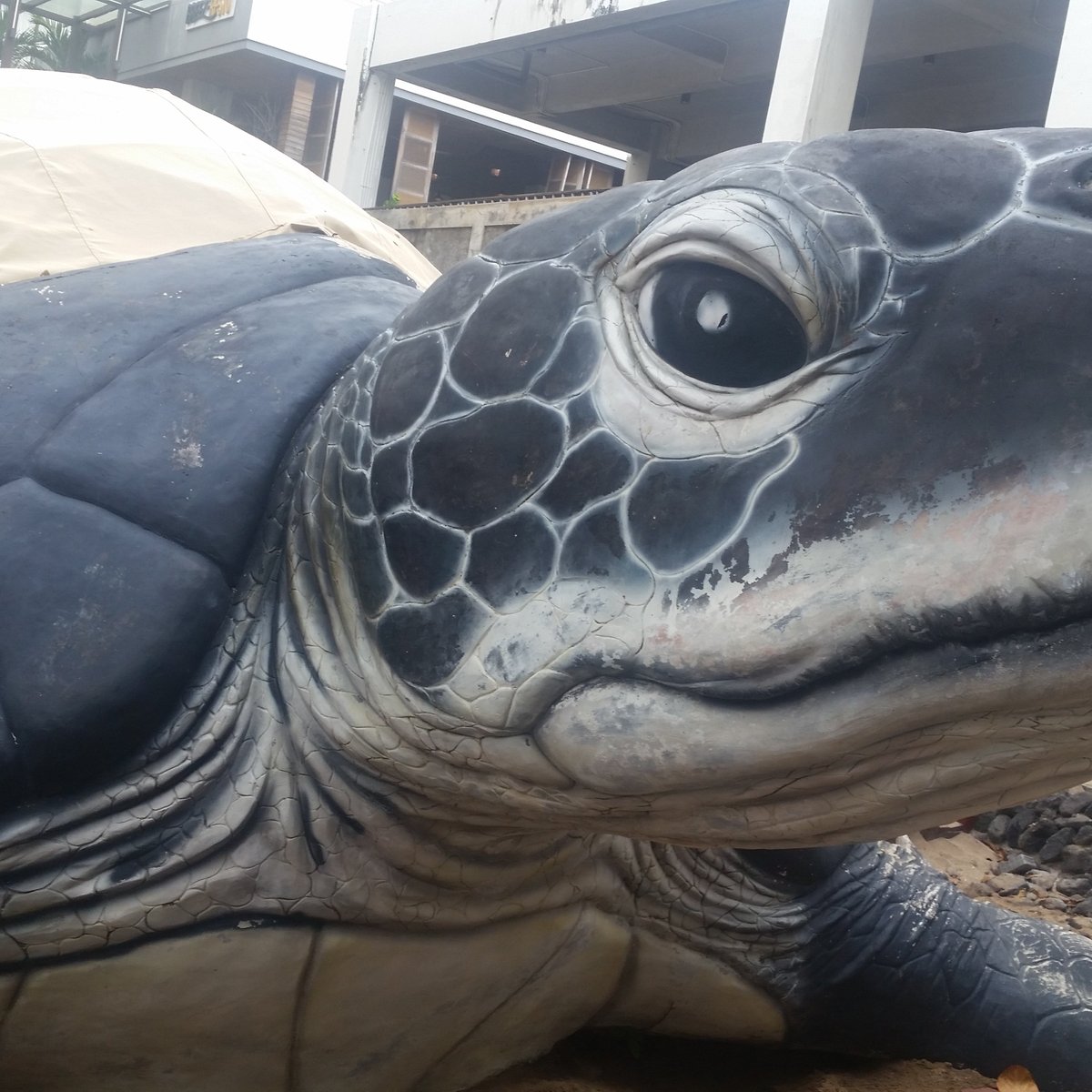 Bali Sea Turtle Society (BSTS), Кута: лучшие советы перед посещением -  Tripadvisor