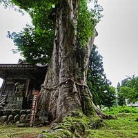 赤谷十二社の大ケヤキ:地を這う根っこ