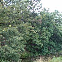 Daian-ji Mountain Ancient Tomb is a knot-like part of the bank of Daisenryo Ancient Tomb.