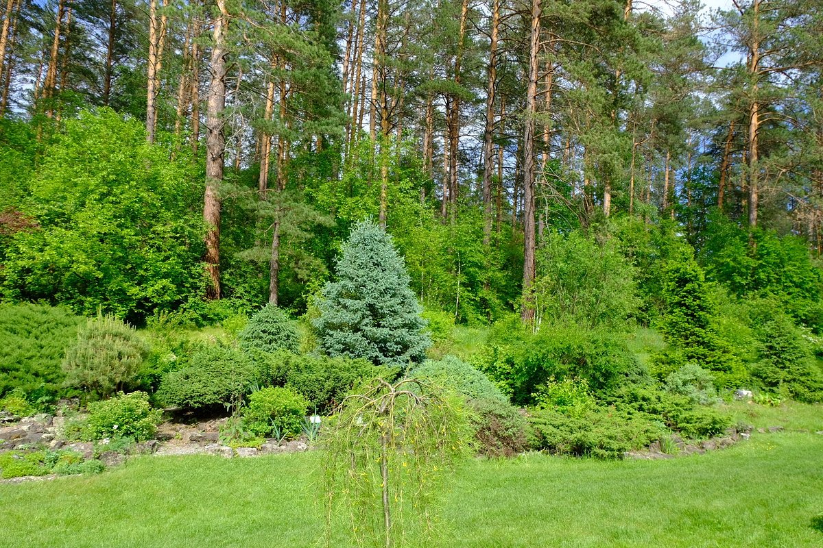 Горно-Алтайский Ботанический Сад, Камлак: лучшие советы перед посещением -  Tripadvisor