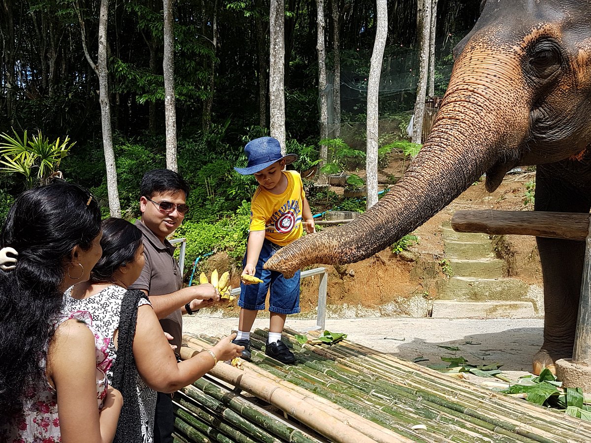 Пхукет Слоновий питомник. Ресторан голубой слон Пхукет. Green Elephant Phuket. Hidden Forest Elephants in Phuket.