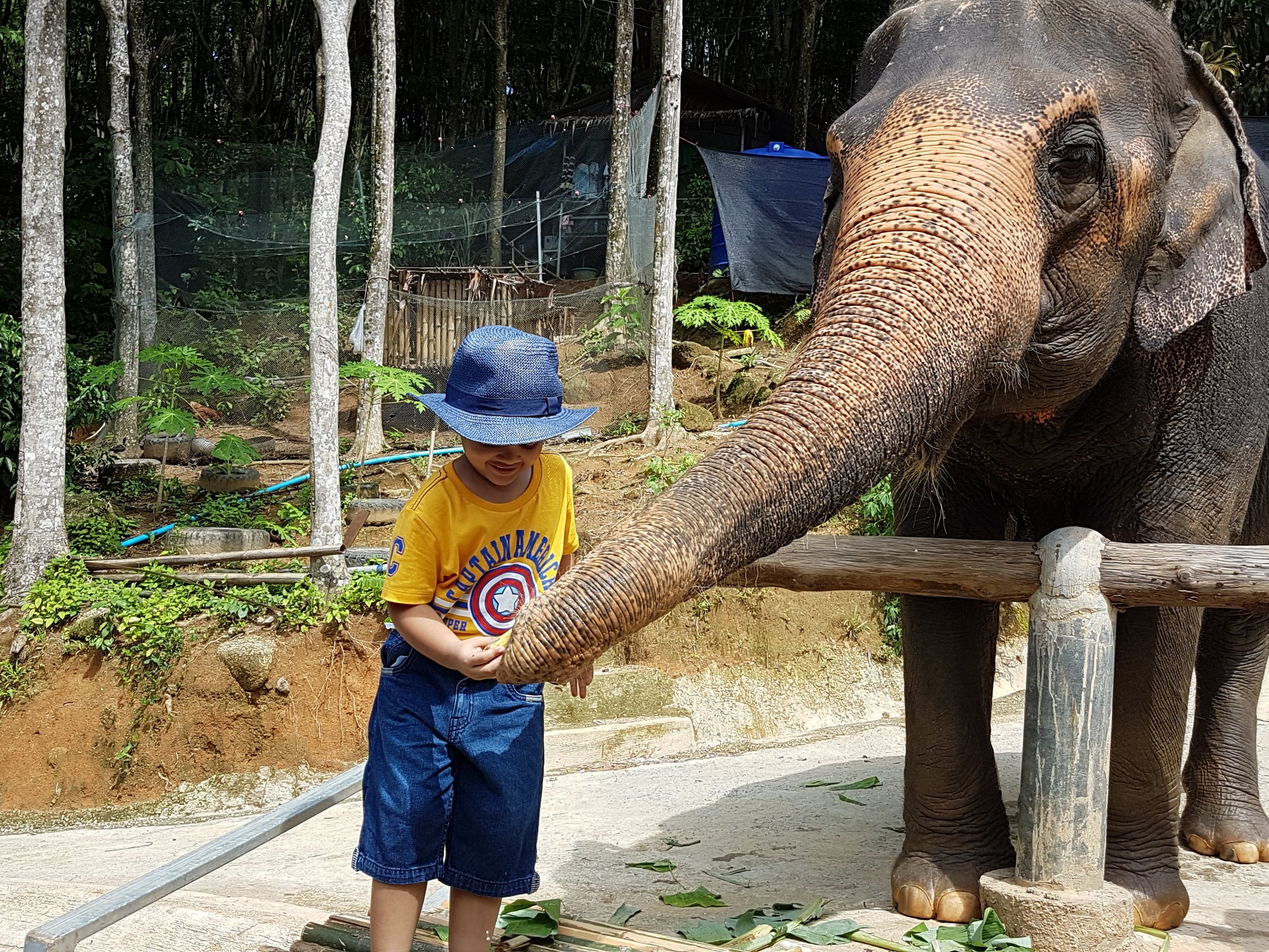 Phuket Elephant Bathing - All You Need to Know BEFORE You Go (2024)