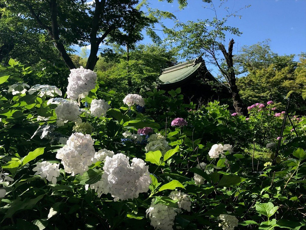 Hondo Ji Temple 松户市 旅游景点点评 Tripadvisor