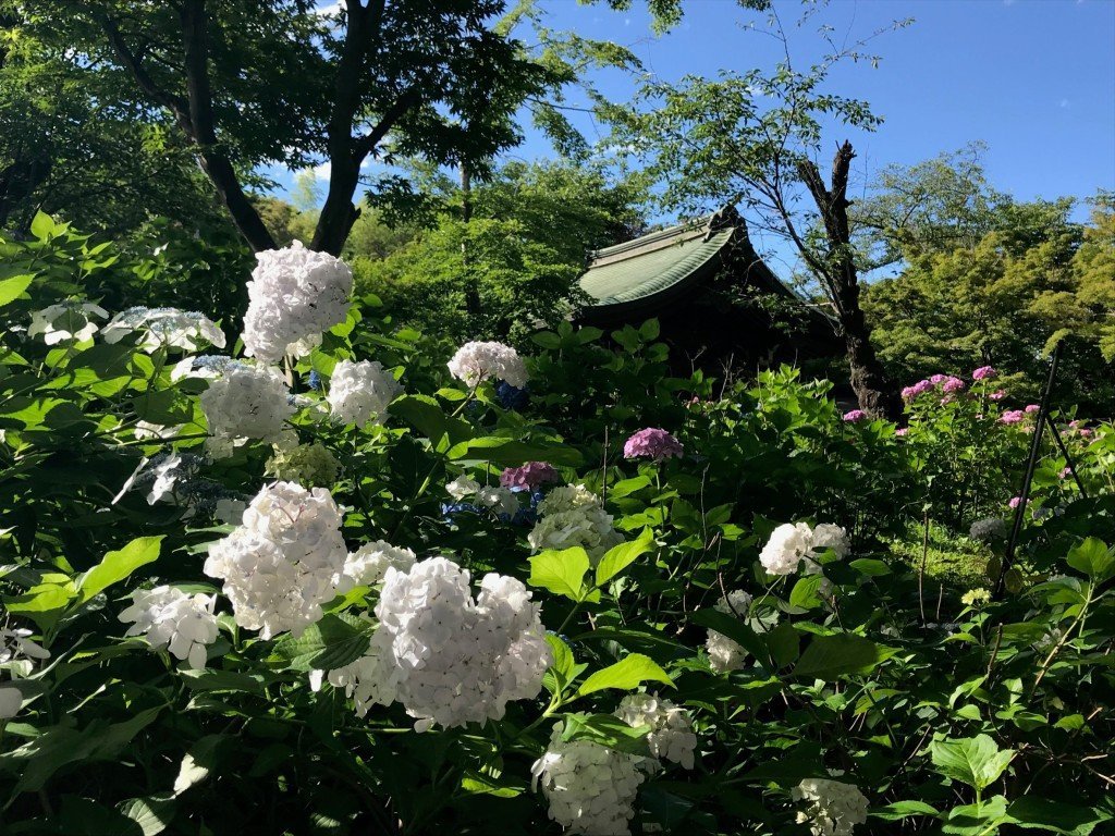 Hondo Ji Temple 松户市 旅游景点点评 Tripadvisor