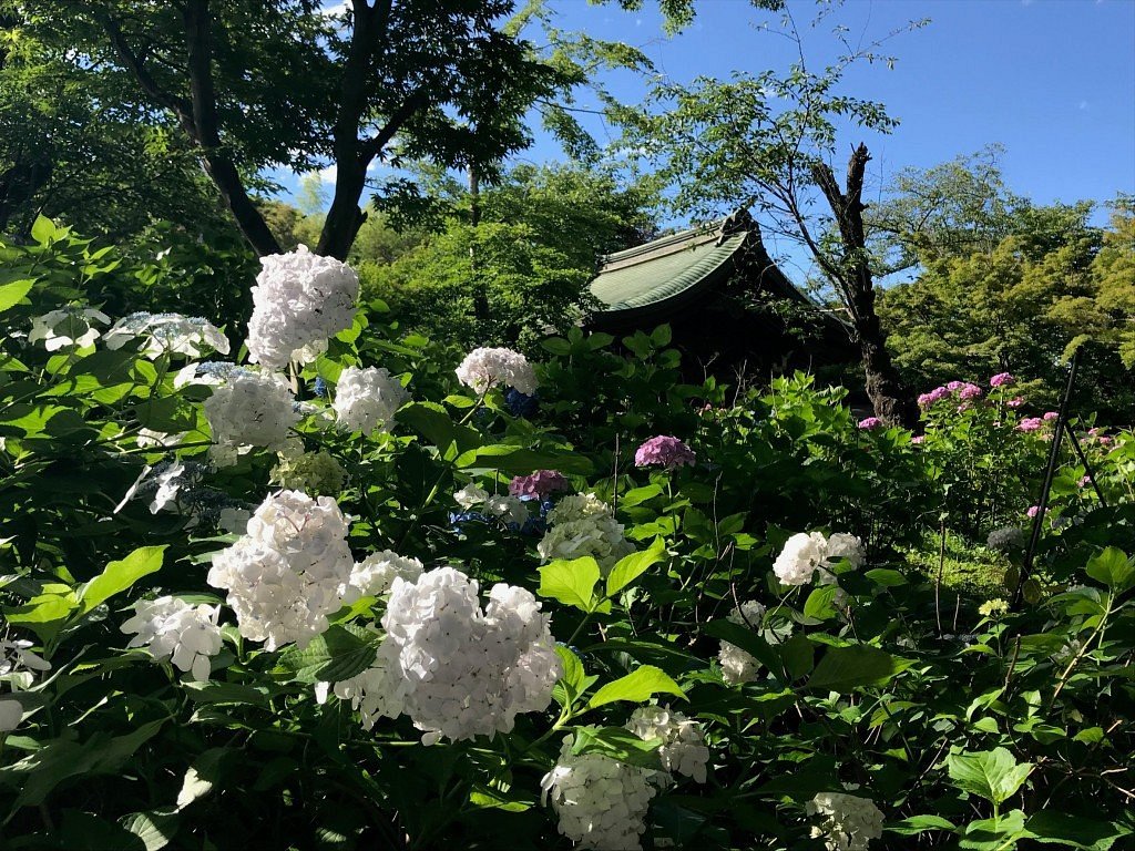 Hondo Ji Temple 松户市 旅游景点点评 Tripadvisor Hondo Ji Temple 松户市 旅游景点点评 Tripadvisor