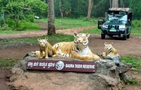 Bhadra Wildlife Sanctuary (Chikmagalur) - All You Need to Know BEFORE You Go Bhadra Wildlife Sanctuary (Chikmagalur) - All You Need to Know BEFORE You Go