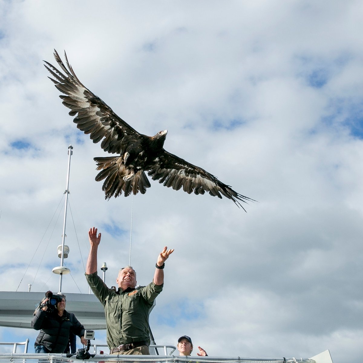 Birds of Prey Found in Tasmania — Bonorong Wildlife Sanctuary