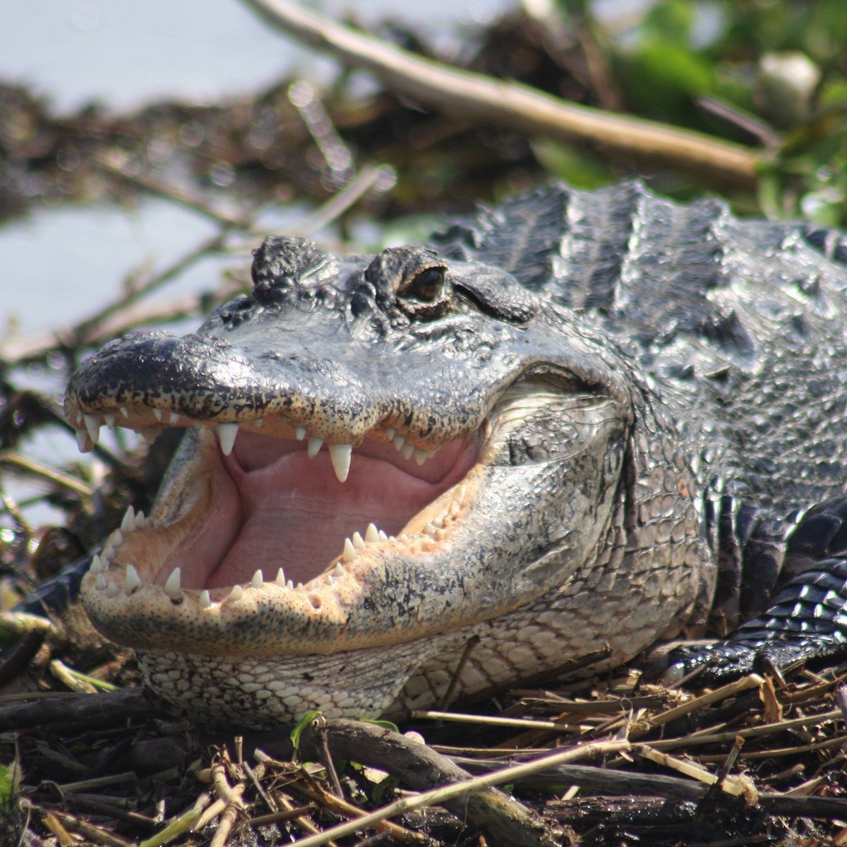 Everglades Day Safari, Дави: лучшие советы перед посещением - Tripadvisor