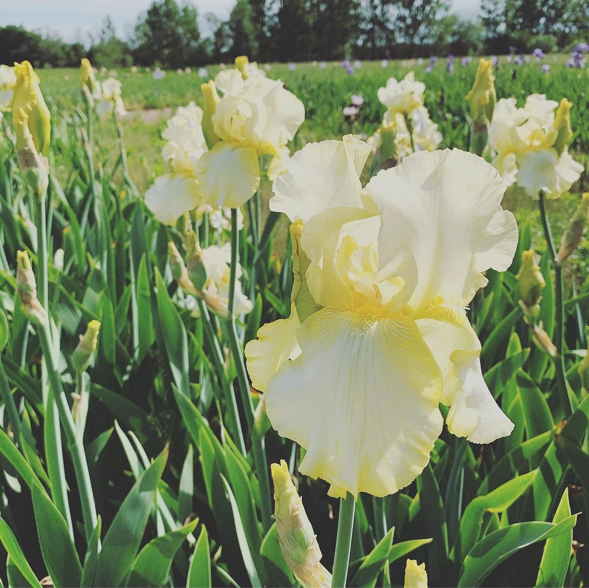 The Iris Farm, Траверс-Сити: лучшие советы перед посещением - Tripadvisor