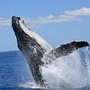 Hervey Bay Whale Watch & Charters