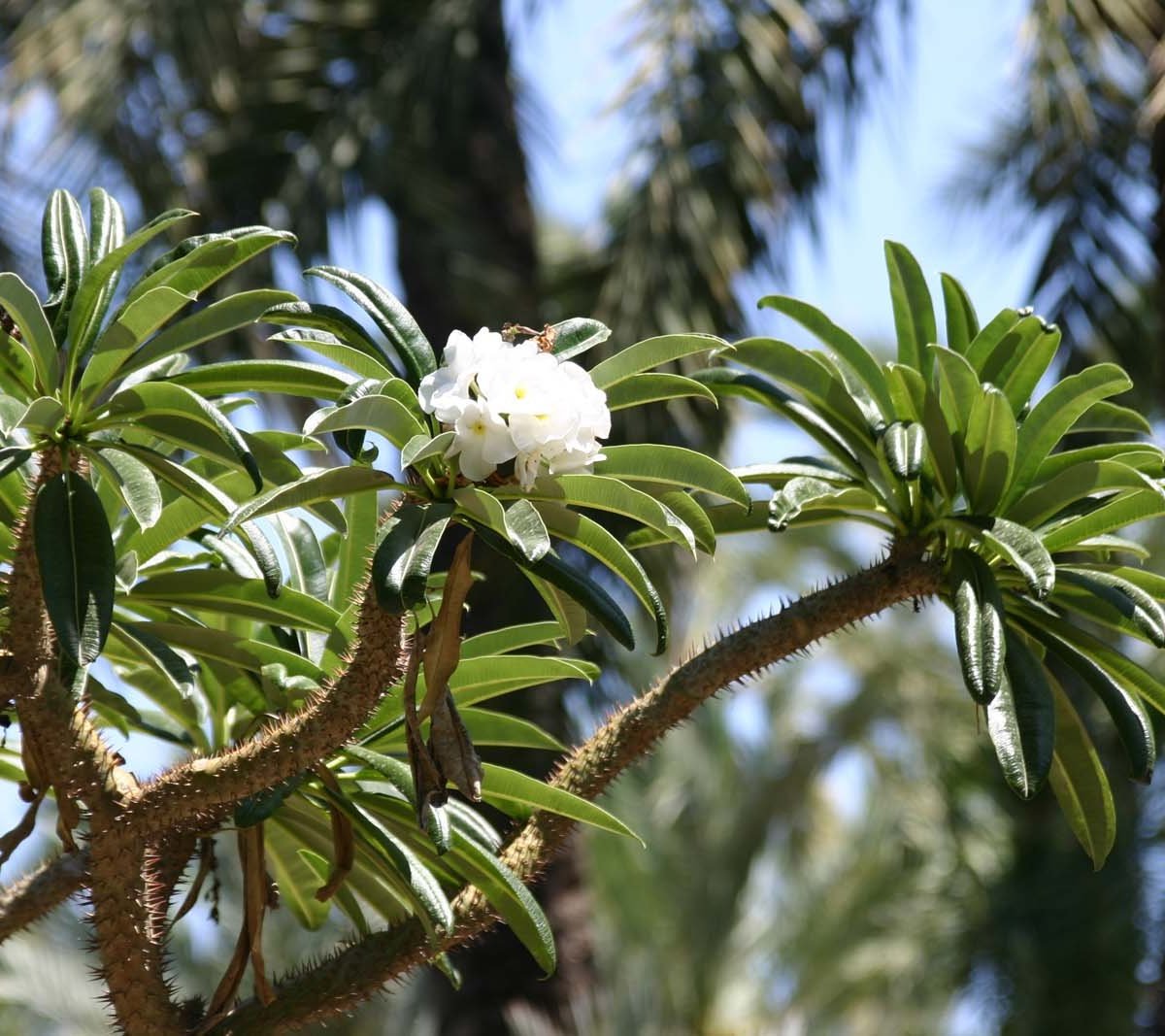 Jardín Artístico Nacional Huerto Del Cura, Эльче: лучшие советы перед  посещением - Tripadvisor