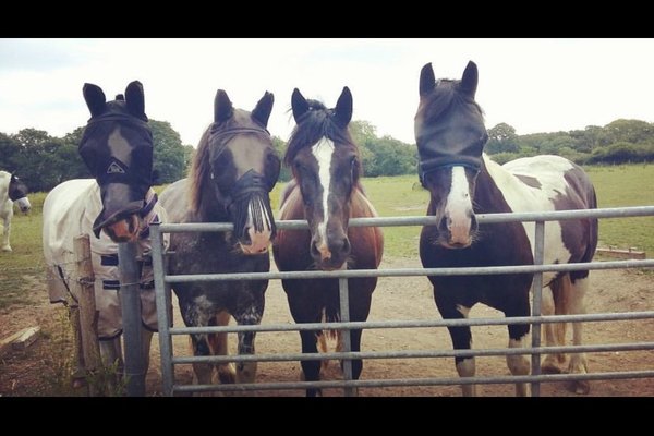 Some of our cool cobs!