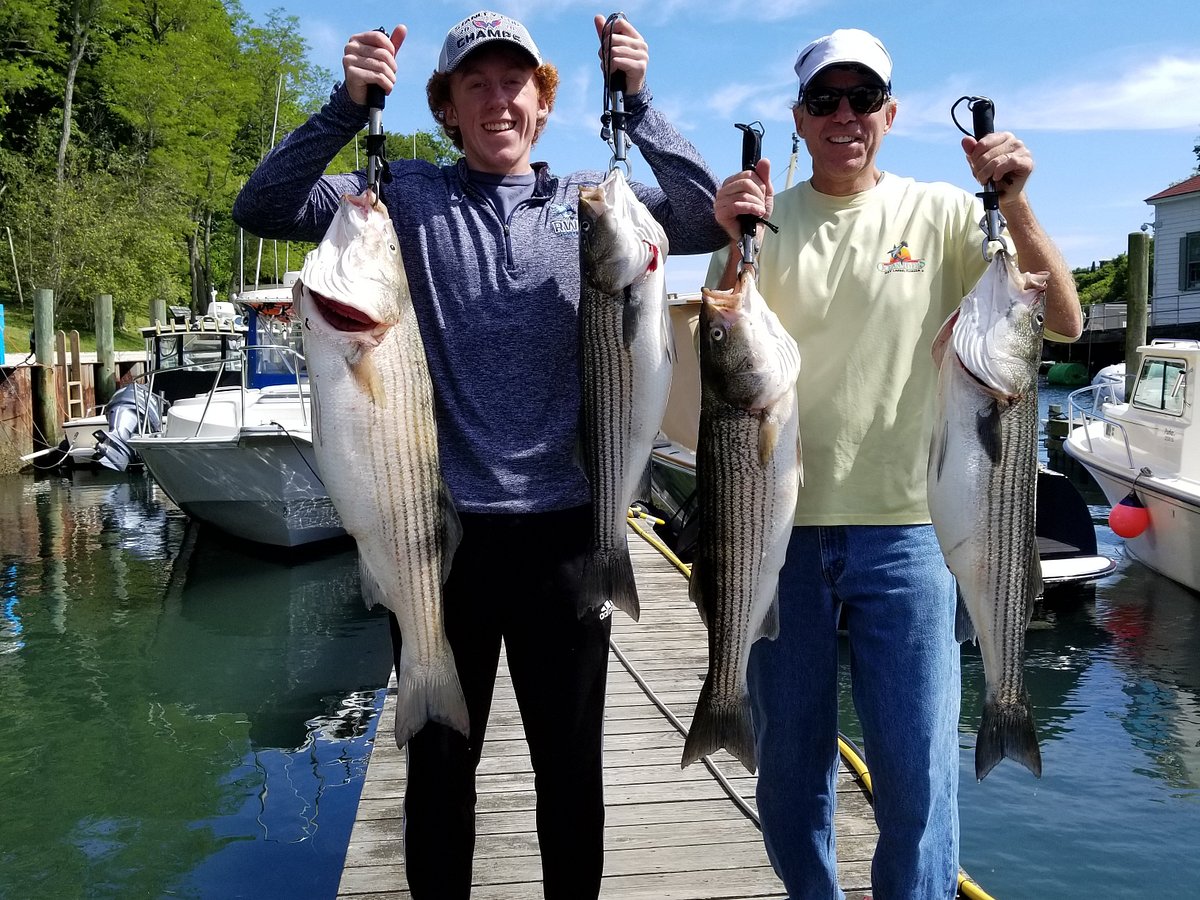 Striped Bass - Saltwater Studio Newport