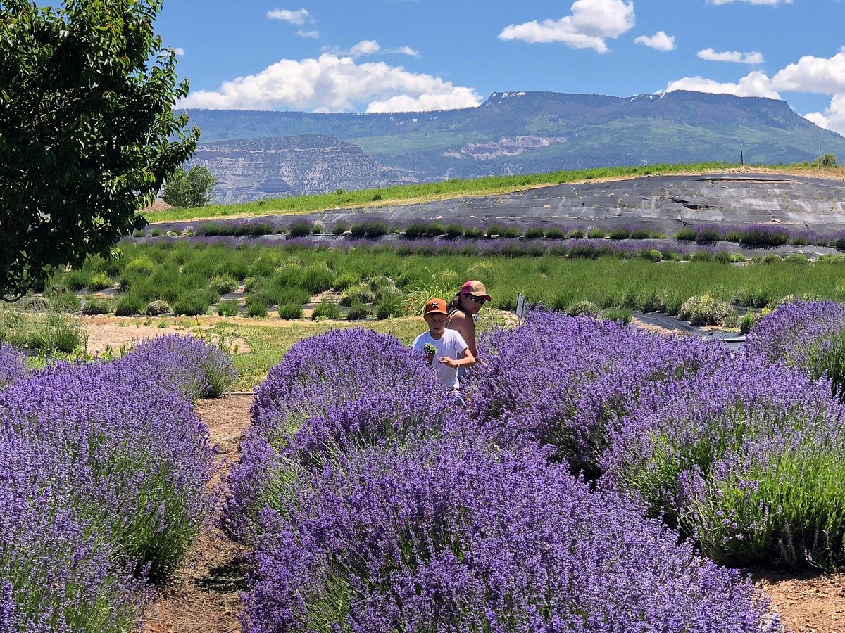 What makes lavender culinary? And other questions you've always had about  cooking with lavender - Sage Creations Farm