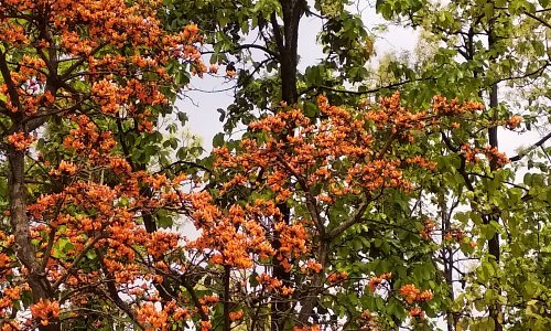 Palash (Flame- of- the- Forest) and Sal trees in full splendour in McCluskieganj in April